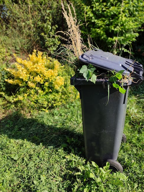 A black wheeled rubbish bin made of durable plastic stands on a grassy area outdoors, filled with garden waste including dried grass, leafy branches, and plant trimmings. The lid is partially open, revealing the organic debris inside. Surrounding the bin are green plants and bushes, with a yellow-flowered shrub visible in the background. The scene is illuminated by natural daylight, highlighting the texture of the garden waste and the bin's smooth surface. This setup suggests an informal garden clearance, typical of on-site waste management or private collection, aligned with services offered by Waste Collection Bromley for local rubbish removal needs.