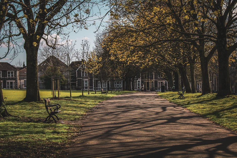 A wide, paved pathway runs through a park area lined with mature trees, their branches extending overhead and casting intricate shadows onto the ground. On either side of the path, there are well-maintained grassy areas with patches of sunlight filtering through the leaves. Several empty wooden park benches with black metal armrests and legs are positioned along the edges of the pathway, facing the open space, providing spots for seating and relaxation. The trees display a mix of yellowing and green foliage, indicating a transition into autumn. In the background, residential buildings with brick facades and pitched roofs are partially visible behind the trees, suggesting an urban park setting. The scene appears calm and quiet, with no people present, and the lighting is natural, with soft daylight illuminating the area and emphasizing the textures of the bark, grass, and pathway. This tranquil setting, maintained by Waste Collection Bromley, reflects an environment suitable for leisurely walks or on-site waste clearance in a residential or community area.